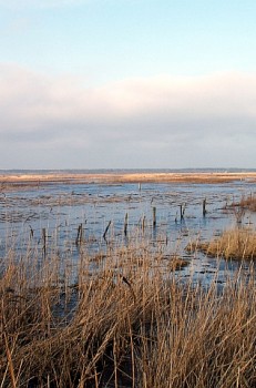 Świnoujście Unikalny Rezerwat Karsiborska Kępa
